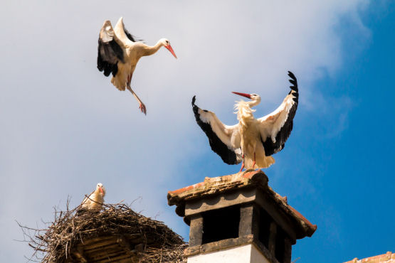 Storchennest